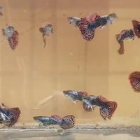 Gambar Guppy dragon jantan Garansi dari Guppy24 undefined 1 Tokopedia