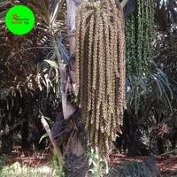Gambar bibit pohon aren genjah unggul asli Kutai timur dari alfariq store_1 undefined 3 Tokopedia
