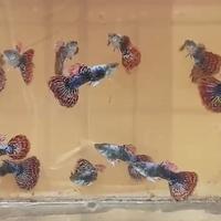 Gambar Guppy dragon jantan Garansi dari Guppy24 undefined 3 Tokopedia