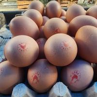 Gambar Telur Omega organik royal fresh egg 1ppn dari Awi Telur undefined 1 Tokopedia