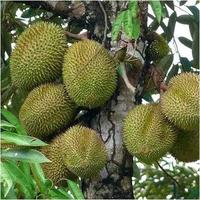 Gambar bibit durian montong kaki 3 okulasi cepat berbuah dari KampungbibitBerkualitas02 undefined 3 Tokopedia