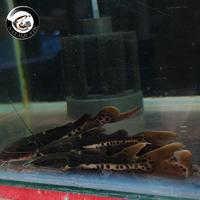 Gambar ikan leopard catfish dari NATAQUATIC BANDUNG undefined 1 Tokopedia