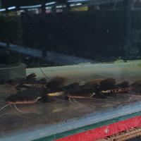 Gambar ikan leopard catfish dari NATAQUATIC BANDUNG undefined 3 Tokopedia