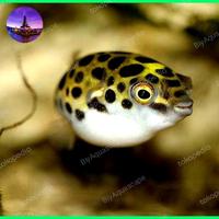 Gambar IKAN ANAKAN BUNTAL IJO dari BiyAquascape undefined 3 Tokopedia