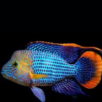 Gambar ikan green terror cichlid size -+4 jari dari arief koi undefined 1 Tokopedia