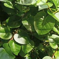 Gambar Kapsul Daun Binahong Asli Herbal Ekstrak Dari Daun Berkualitas Terbaik dari Vaniaga Shop undefined 3 Tokopedia