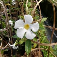 Gambar tanaman hias rambat mandevilla, pohon rambat alamanda bunga putih dari alif segar tanaman hias undefined 5 Tokopedia