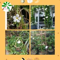Gambar tanaman hias rambat mandevilla, pohon rambat alamanda bunga putih dari alif segar tanaman hias undefined 1 Tokopedia