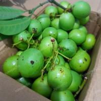 Gambar Buah Gandaria, Jatake, Kundang / 100 Gram dari Ayabanda undefined 2 Tokopedia