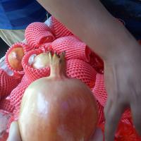 Gambar Buah Delima Merah dijual Satuan dari valeriieshop undefined 4 Tokopedia