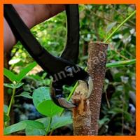 Gambar catok bonsai lokal catut dari Kebun Surya 99 undefined 2 Tokopedia