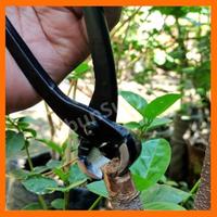 Gambar catok bonsai lokal catut dari Kebun Surya 99 undefined 4 Tokopedia