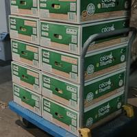 Gambar Kelapa Coco Thumb Thailand isi 12pcs dari Happy Belly undefined 3 Tokopedia