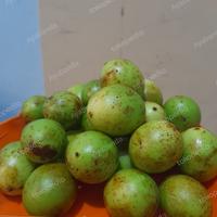 Gambar Buah Gandaria, Jatake, Kundang / 100 Gram dari Ayabanda undefined 4 Tokopedia