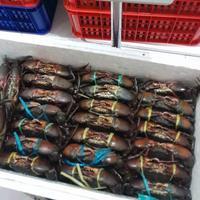 Gambar Jual Kepiting Bakau Jantan Fresh Frozen 1kg - 1,5kg dari PT RIVEL FOOD INDONESIA undefined 2 Tokopedia