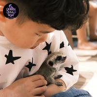 Gambar Meerkat baby / merkat baby hewan peliharaan dari QUEEN INNA FISH ID undefined 2 Tokopedia