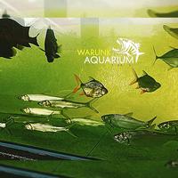 Gambar Ikan Predator Elops Hawaiianensis Payus Aquarium Air Tawar - 13-15cm dari Warunk Aquarium Official undefined 1 Tokopedia