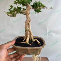 Gambar Bonsai Sancang dari Flowerutab undefined 2 Tokopedia