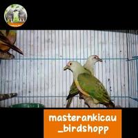 Gambar burung punai pergam hijau pink sepasang langka mewah dari masterankicaubirdshopp undefined 1 Tokopedia
