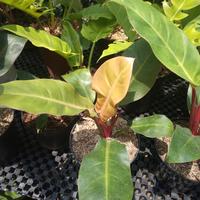 Gambar philodendron red chery dari floranta undefined 2 Tokopedia
