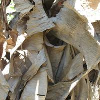 Gambar daun pisang kering kelaras,kalaras untuk jangkrik -ikan cupang dari WM ID undefined 2 Tokopedia