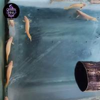 Gambar palmas ikan naga | palmas senegalus albino short body dari QUEEN INNA FISH ID undefined 3 Tokopedia