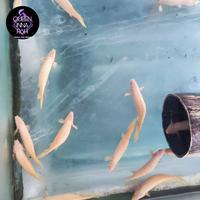 Gambar palmas ikan naga | palmas senegalus albino short body dari QUEEN INNA FISH ID undefined 2 Tokopedia