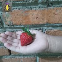 Gambar Mochi Daifuku coklat Strowberry dari CempedakingS undefined 2 Tokopedia