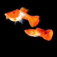 Gambar Guppy albino koi red ear sepasang - Red ear dari Richie Farm undefined 1 Tokopedia