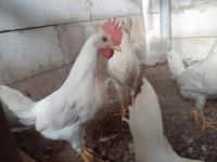 Gambar telur ayam white leghorn fertil tetas dari KENDEDES_GDG undefined 4 Tokopedia