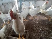 Gambar telur ayam white leghorn fertil tetas dari KENDEDES_GDG undefined 3 Tokopedia