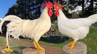 Gambar telur ayam white leghorn fertil tetas dari KENDEDES_GDG undefined 1 Tokopedia