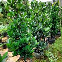 Gambar pohon/tanaman hias  garcinia atau nangka taiwan tinggi 1 meter 50 cm dari dastin taman hias undefined 1 Tokopedia