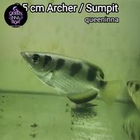 Gambar ikan hias archer fish / Ikan Sumpit / toxotidae / ikan pemanah - L dari QUEEN INNA FISH ID undefined 1 Tokopedia