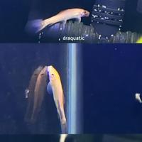 Gambar Ikan Hias CAE Chinese algaeter dari Draquatic Karang Tengah undefined 3 Tokopedia