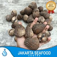 Gambar Kerang Dara Super Jumbo 1kg / Kerang Besar Fresh Seafood - 500gr dari Jakarta Seafood Centre undefined 2 Tokopedia