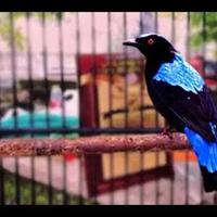 Gambar Burung cucak biru jantan dari Kuli maliter bird shop undefined 2 Tokopedia
