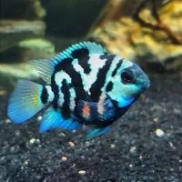 Gambar ikan hias blue polar parrot chicilid aquascape dari Fauna aqua undefined 2 Tokopedia