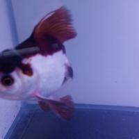 Gambar mas koki panda dari Rumy_Goldfish undefined 2 Tokopedia