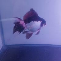 Gambar mas koki panda dari Rumy_Goldfish undefined 4 Tokopedia