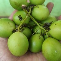 Gambar buah gandaria 1kg dari sukatani mandiri undefined 1 Tokopedia