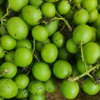 Gambar buah gandaria 1kg dari sukatani mandiri undefined 2 Tokopedia