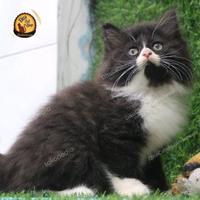 Gambar Kucing Persia Peaknose Super dari DitocatshopIndonesia undefined 2 Tokopedia
