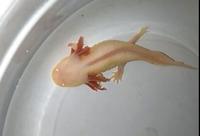 Gambar Axolotl Albino 10-11 cm Jakarta dari Almer Aquatics undefined 1 Tokopedia
