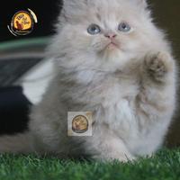 Gambar Kucing Persia Peaknose Super dari DitocatshopIndonesia undefined 5 Tokopedia