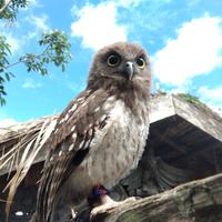 Gambar ninox connivens / barking owl dari sahabat satwaa undefined 1 Tokopedia
