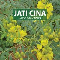 Gambar JATI CINA Kapsul Herbal Langsing Alami Kemasan Hemat – Isi 100 pcs dari Berkah GreenShop undefined 4 Tokopedia