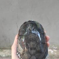 Gambar kura pelosius jantan dari Allin animal undefined 1 Tokopedia