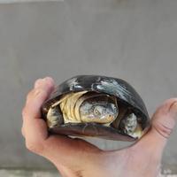 Gambar kura pelosius jantan dari Allin animal undefined 3 Tokopedia