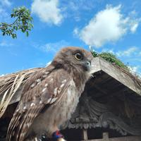 Gambar ninox connivens / barking owl dari sahabat satwaa undefined 2 Tokopedia